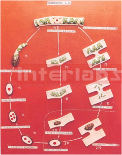 SPIROGYRA L.H